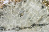 Free-Standing, Polished Petoskey Stone (Fossil Coral) - Michigan #156027-1